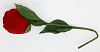 Red Rose Shaped Ring Box